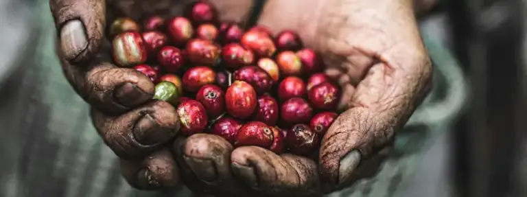 Love for Coffee. Nomad Cook